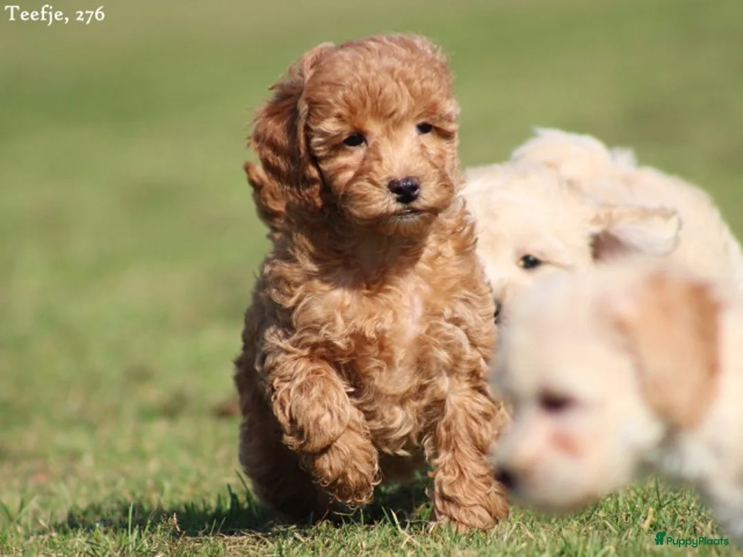 Maltipoo honden te koop: Knappe Maltipoo pups. - Advertentie 2