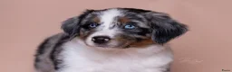 Australian Shepherd honden ter dekking: Ervaren Dekreu Aangeboden - australian shepherd - Advertentie 14