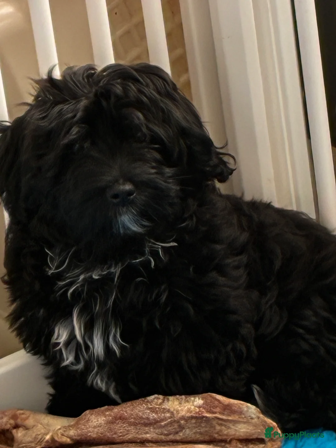 Havanezer honden te koop: Havanezer pup teefje - Advertentie 5