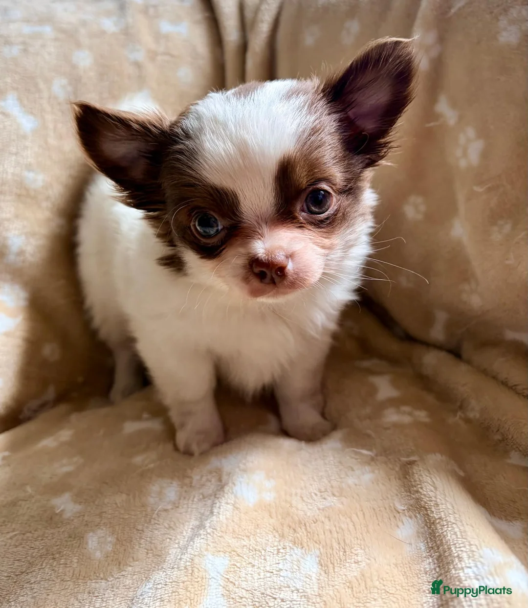 Chihuahua honden te koop: Pracht chihuahua reutje 9 weken. Met fci stamboom. in Zutphen - Advertentie 2