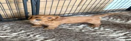 Australian Labradoodle honden te koop: Australian Labradoodle pups van geteste ouders - Advertentie 9