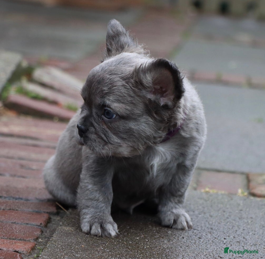 Franse Bulldog honden Uniek mooi bluetan atypical merle fluffy reutje. - Advertentie 2
