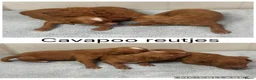 Cavapoo honden te koop: Prachtige Cavapoo pups beschikbaar  - Advertentie 14