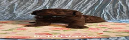 Kruising honden te koop: Labradoodle X Aussiedoodle  - Advertentie 18