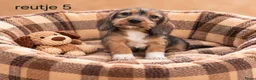 Kruising honden te koop: Super mooie kaninchen x dwerg teckel pups - Advertentie 4