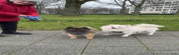 Kruising honden te koop: 4 Prachtige Keeshond/Pomeriaan pups (Oranje-Sabel) in Den Haag - Advertentie 37