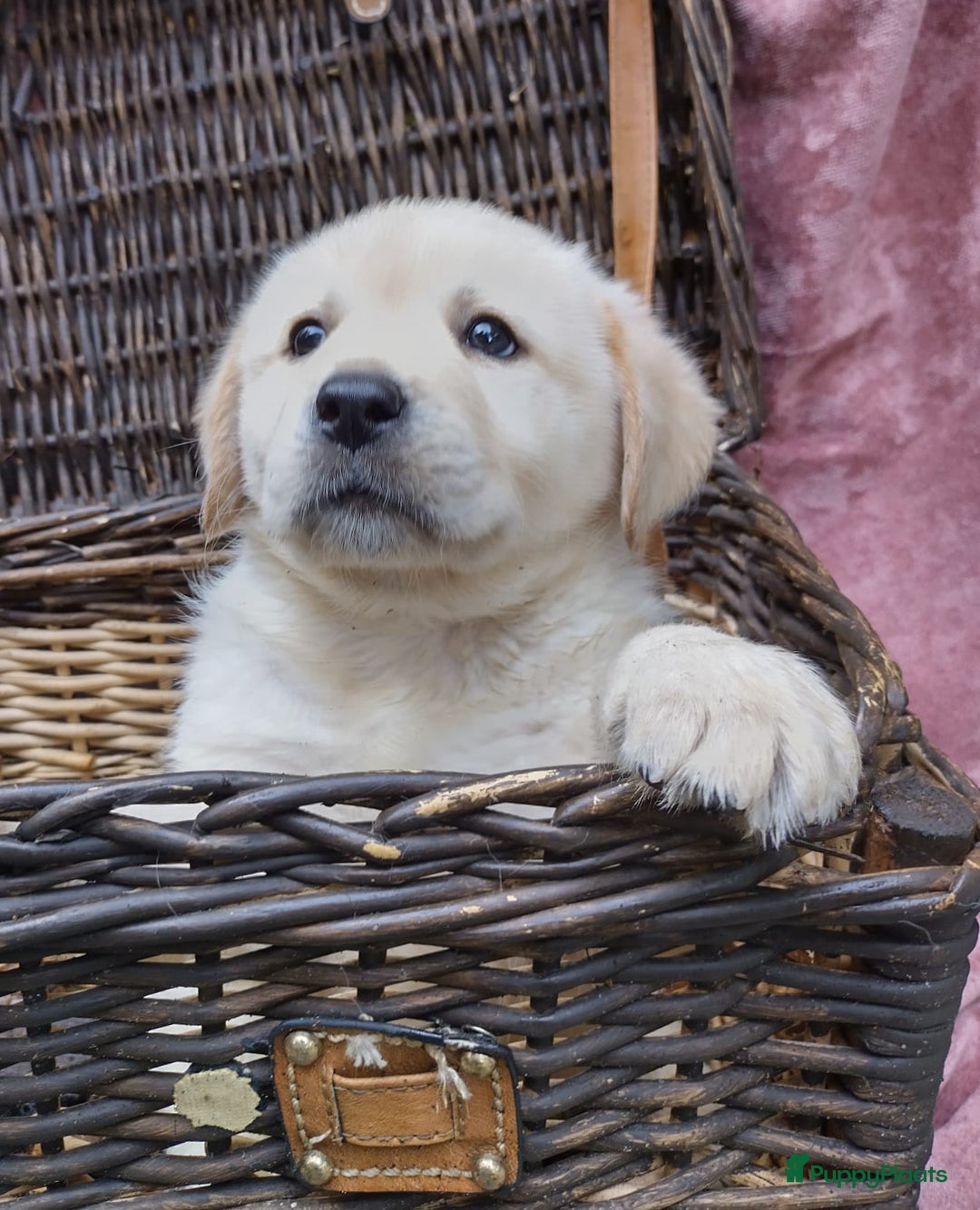 Labrador Retriever honden te koop: schitterend geel labrador reutje beschikbaar.  - Advertentie 1
