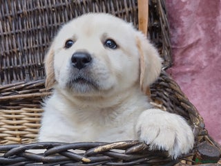 Labrador Retriever honden schitterend geel labrador reutje beschikbaar. - Advertentie 15