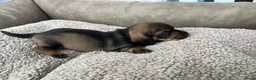 Ruwhaar Teckel honden te koop: Teckel ruwhaar standaard pups FCI-stamboom in Valkenswaard - Advertentie 7