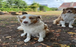 Australian Shepherd honden te koop: Raszuivere Australian Shepherd  - Afbeelding 13