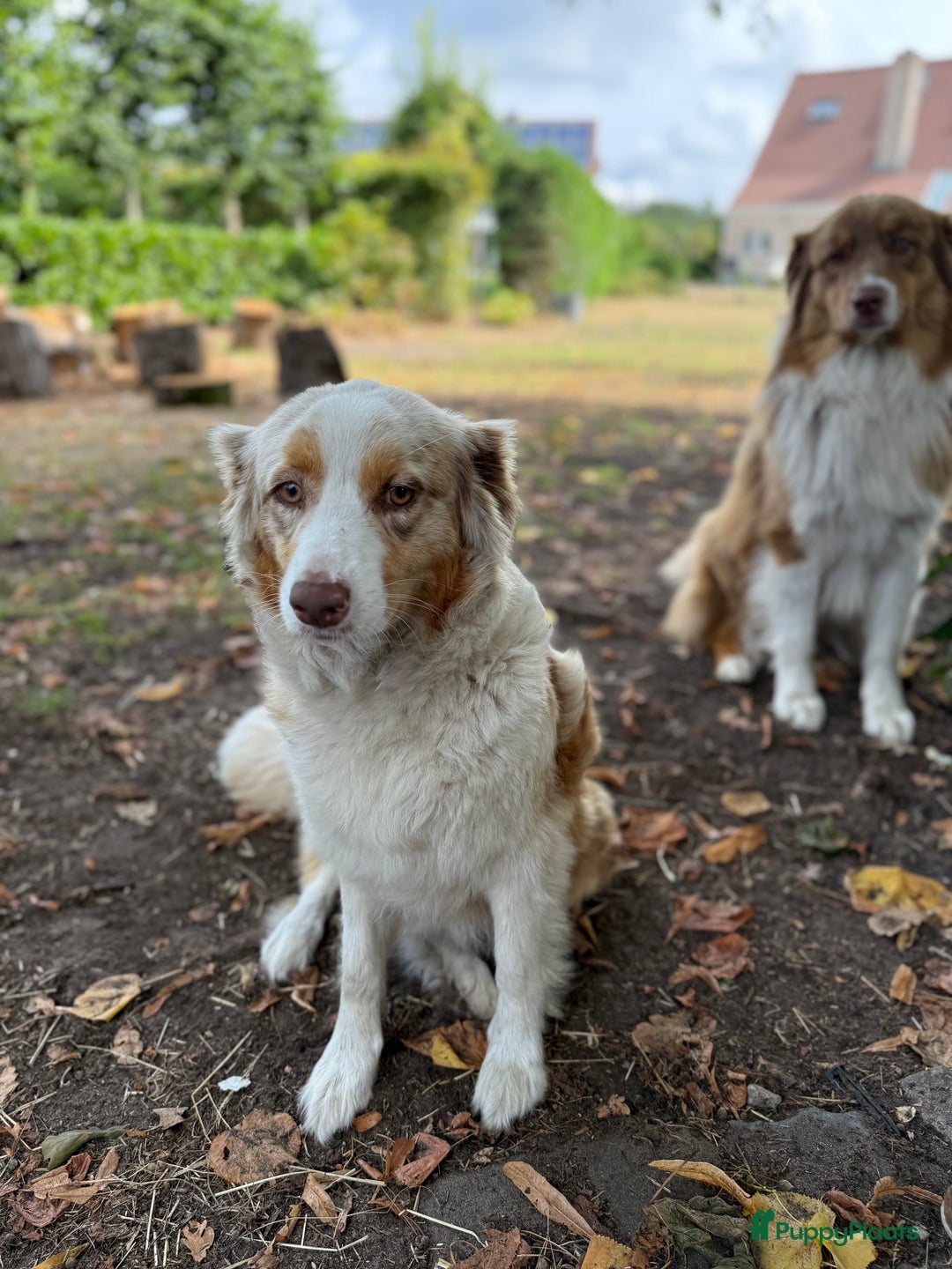 Australian Shepherd honden te koop: Raszuivere Australian Shepherd  - Afbeelding 23