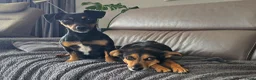 Jack Russel Terriër honden te koop: Te koop: Black & Tan Jack Russell Teef (2 jaar) - Advertentie 2