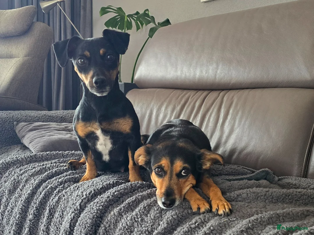 Jack Russel Terriër honden te koop: Te koop: Black & Tan Jack Russell Teef (2 jaar) - Advertentie 2