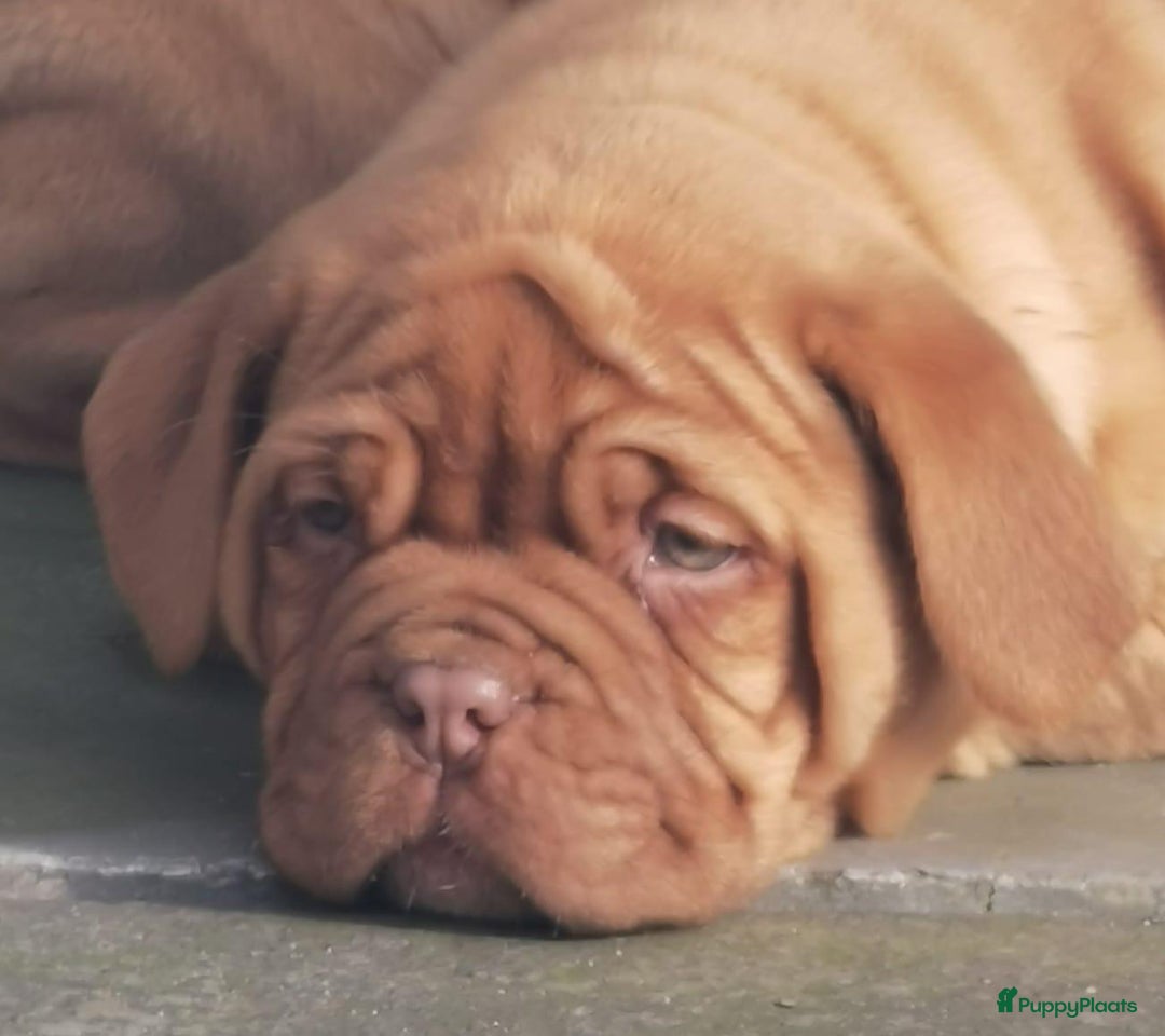 Bordeaux Dog honden te koop: Bordeaux dog Bordeauxdog pups  - Advertentie 8