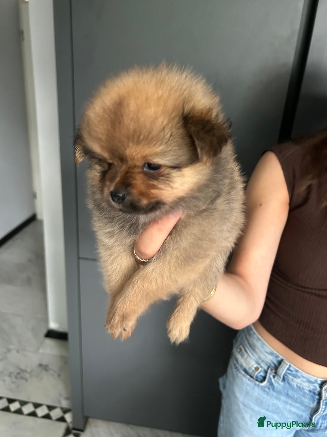Pomchi honden te koop: Pomchi pups - Afbeelding 10