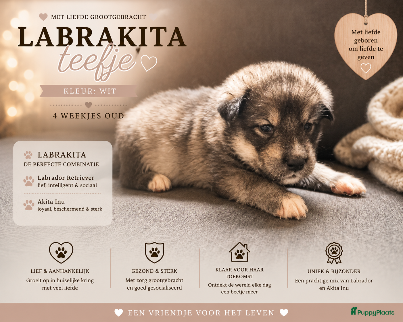 Kruising honden te koop: Labrakita pups (Labrador x Akita) Loyaal & speels - Advertentie 20