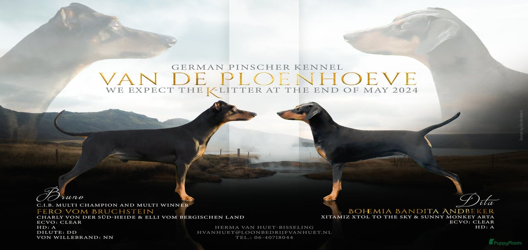 Galerij afbeelding {{count}}