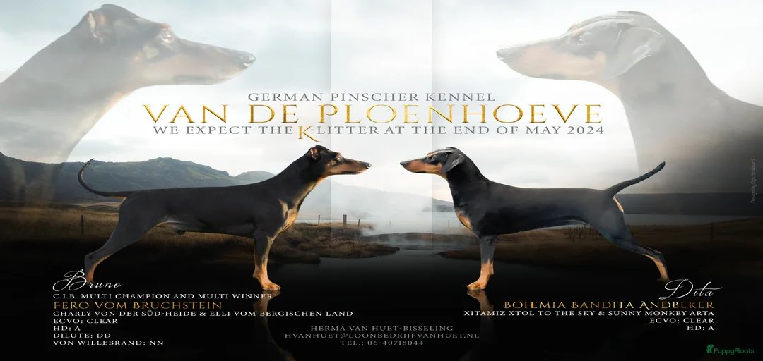 Galerij afbeelding {{count}}