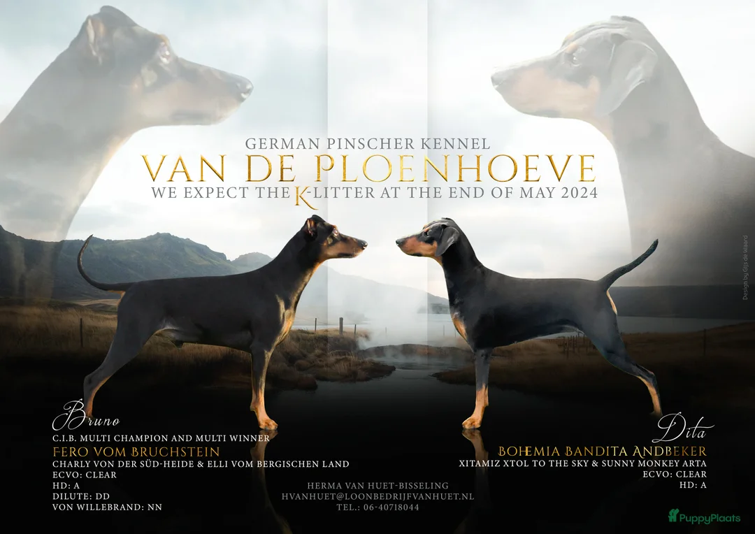 Galerij afbeelding {{count}}