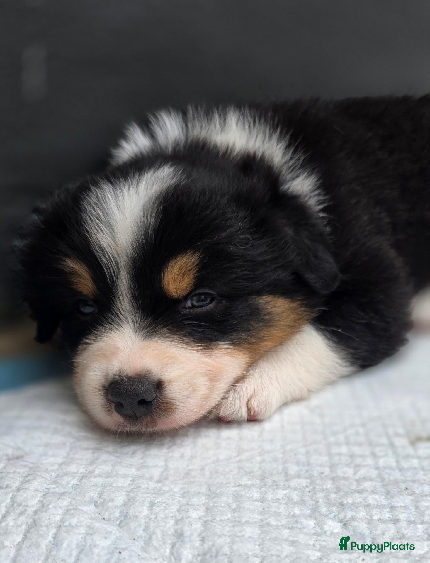 Australian Shepherd honden Prachtige Australian Shepherd puppy's geboren! - Advertentie 2