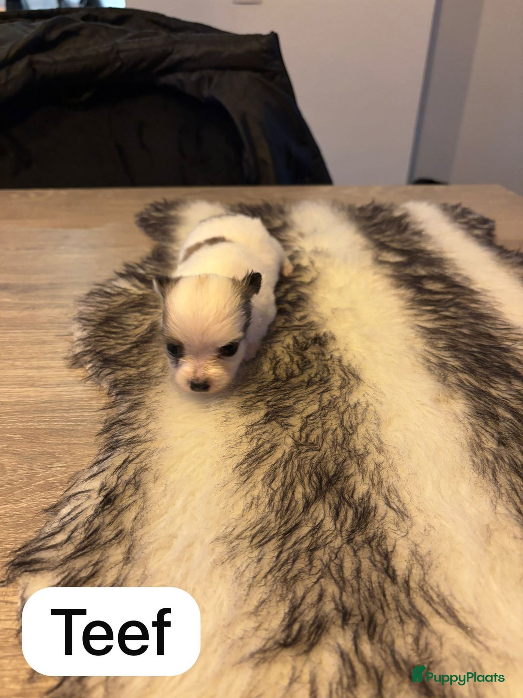 Pomeriaan honden te koop: Pomchi pups - Advertentie 6