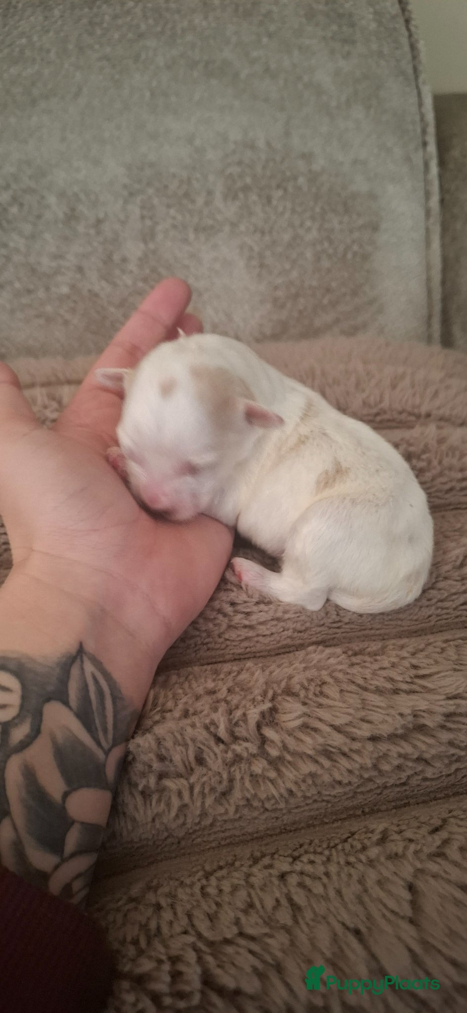 Maltipoo honden te koop: ❤️ UNIEKE maltipoo pup - 1 REUTJE BESCHIKBAAR ❤️ - Advertentie 2