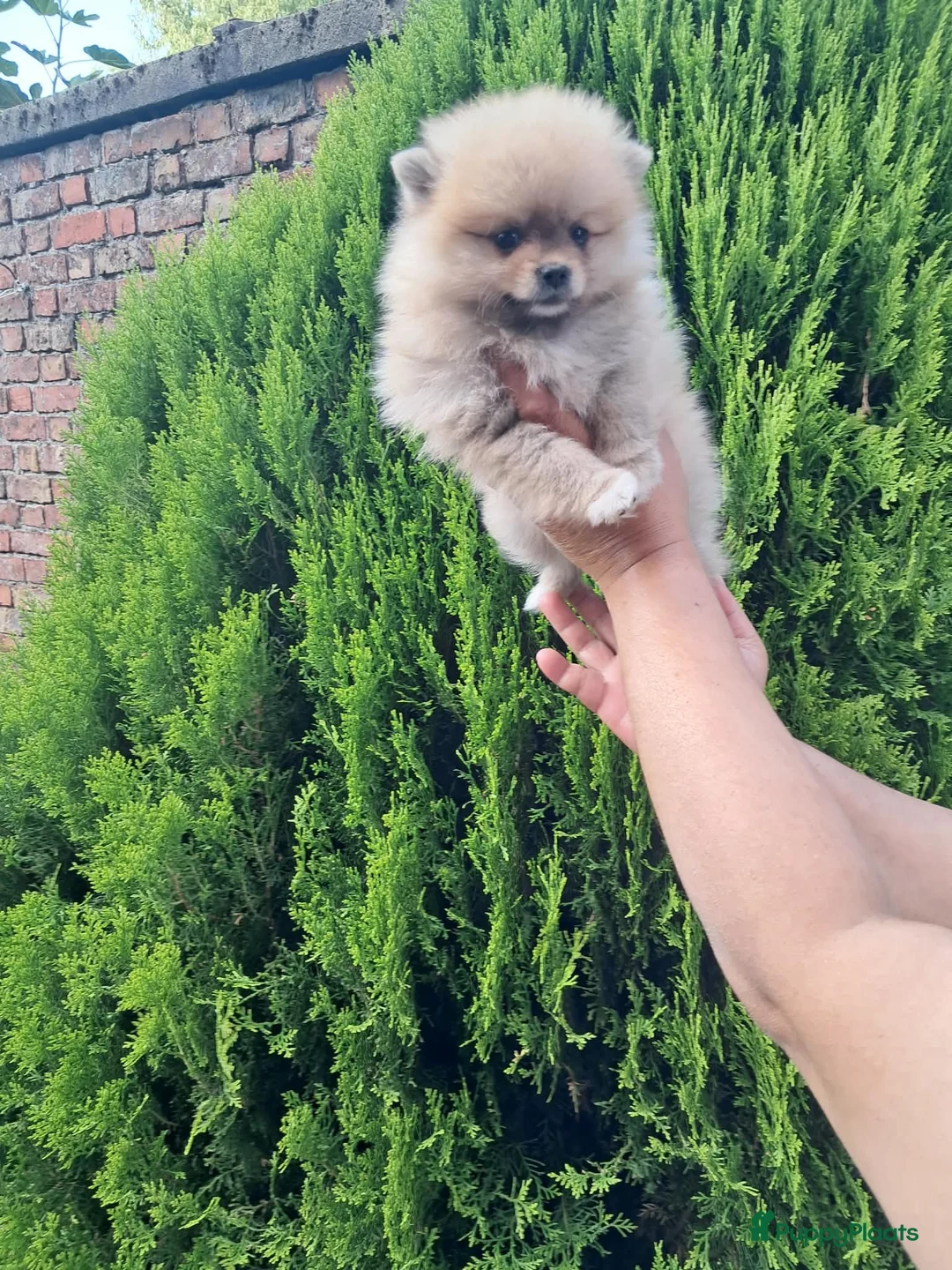 Pomeriaan honden te koop: Mini Pomeriaan - Advertentie 2