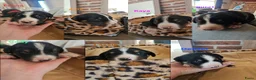 Appenzeller Sennenhond honden te koop: Appenzeller Sennenhond puppy's - Advertentie 11