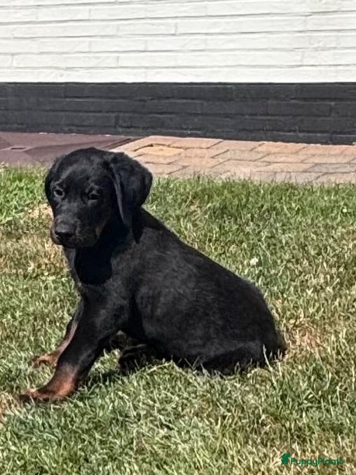 Beauceron honden Beauceron pups - Advertentie 2