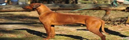 Rhodesian Ridgeback honden te koop: Rhodesian Ridgeback pup Reu 29 mei ophalen - Advertentie 6