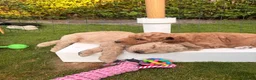 Goldendoodle honden te koop: Knappe Goldendoodles Pups  - Advertentie 5