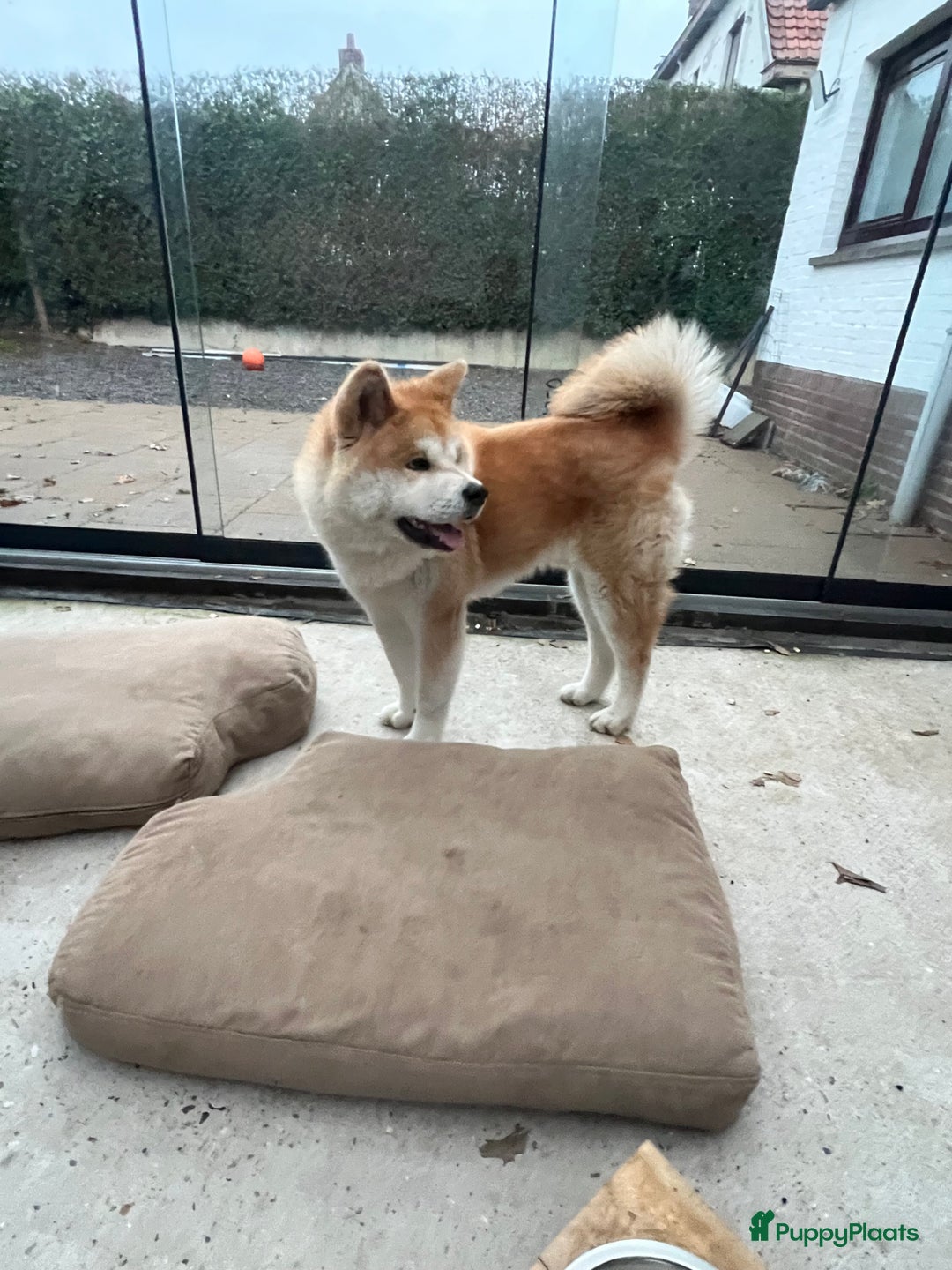 Akita honden te koop: Akita inu - Advertentie 2