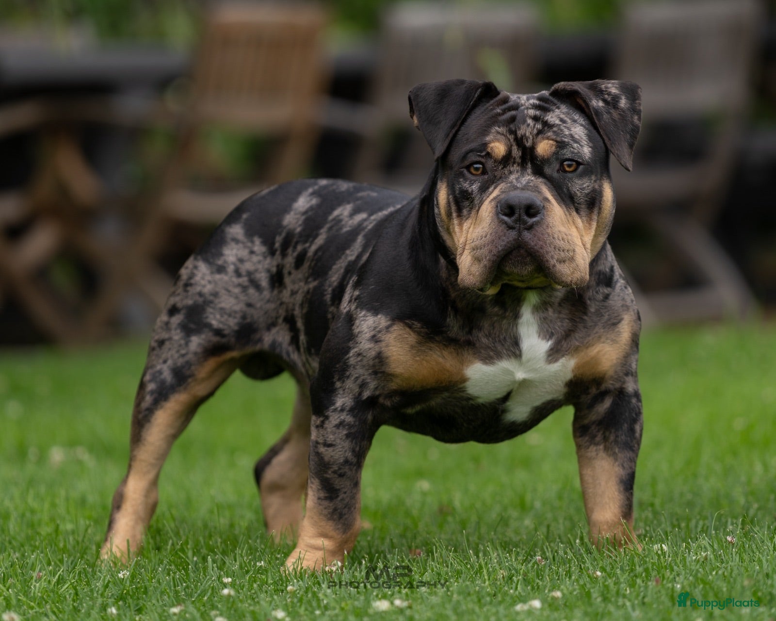 Amerikaanse Bully honden American Bully pocket dekreu  - Advertentie 17