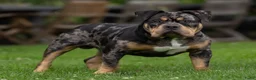 Amerikaanse Bully honden ter dekking: American Bully pocket dekreu  - Advertentie 1