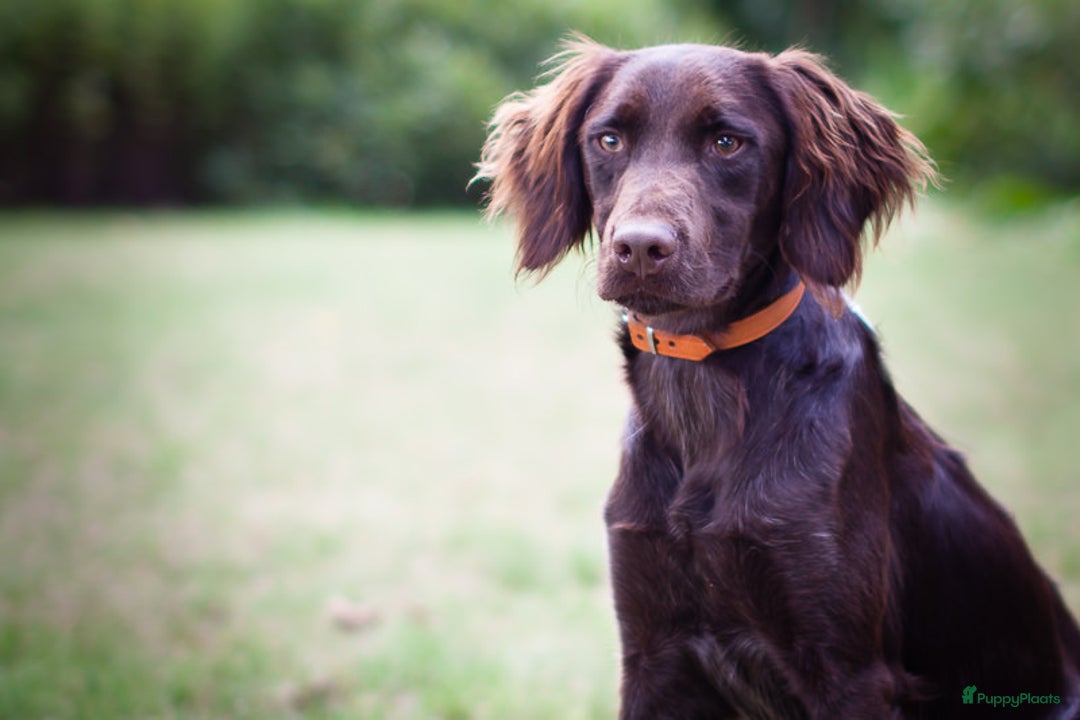 Heidewachtel honden te koop: Prachtige HeideDoodle pups in Mierlo - Afbeelding 14
