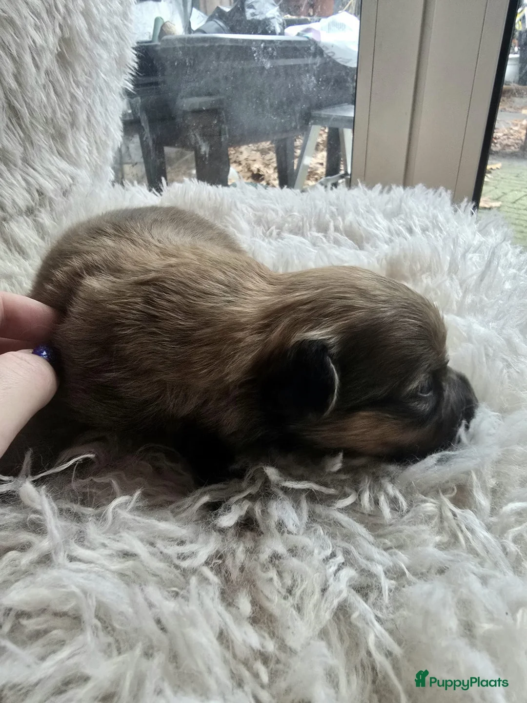 Pomchi honden te koop: Pomchi/pomeriaan - Advertentie 14