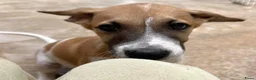 Kruising honden ter adoptie: Dodie is helemaal klaar voor vertrek  - Advertentie 2
