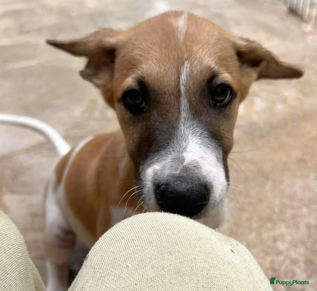 Kruising honden ter adoptie: Dodie is helemaal klaar voor vertrek  - Advertentie 2