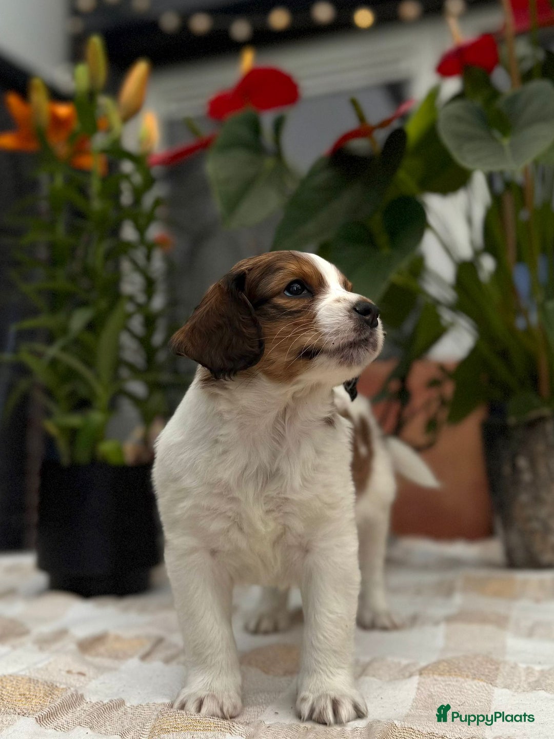 Kooikerhondje honden te koop: Schitterende kooikerhondje pups  - Advertentie 7