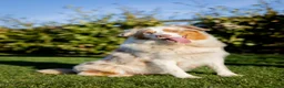 Kruising honden te koop: Gesocialiseerde Australian Shepherd x Toller pups - Advertentie 9