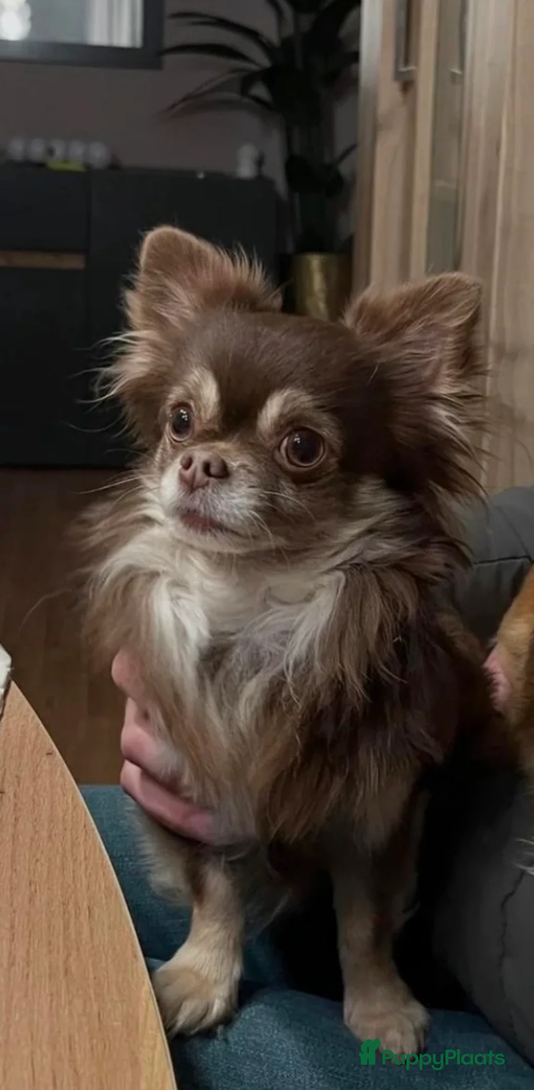 Chihuahua honden te koop: Langharige Chihuahua puppy’s  - Advertentie 30