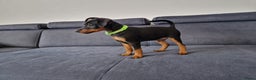 Dwergpinscher honden te koop: Dwergpinscher - Advertentie 2