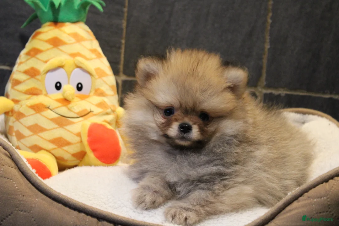 Pomeriaan honden te koop: Pomeriaan pups - Advertentie 13