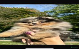Pomeriaan honden te koop: Pomeriaan pups  - Afbeelding 7