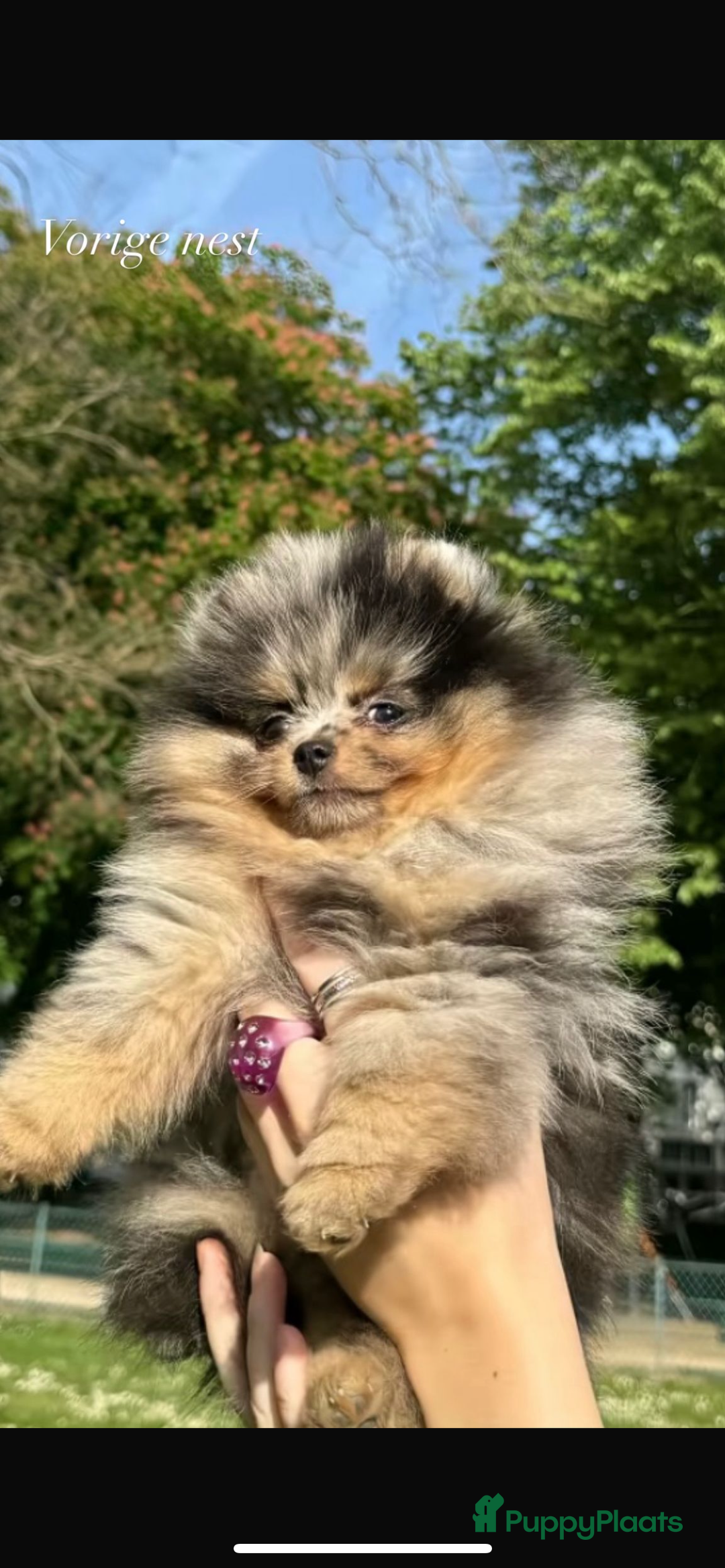 Pomeriaan honden te koop: Pomeriaan pups  - Afbeelding 7