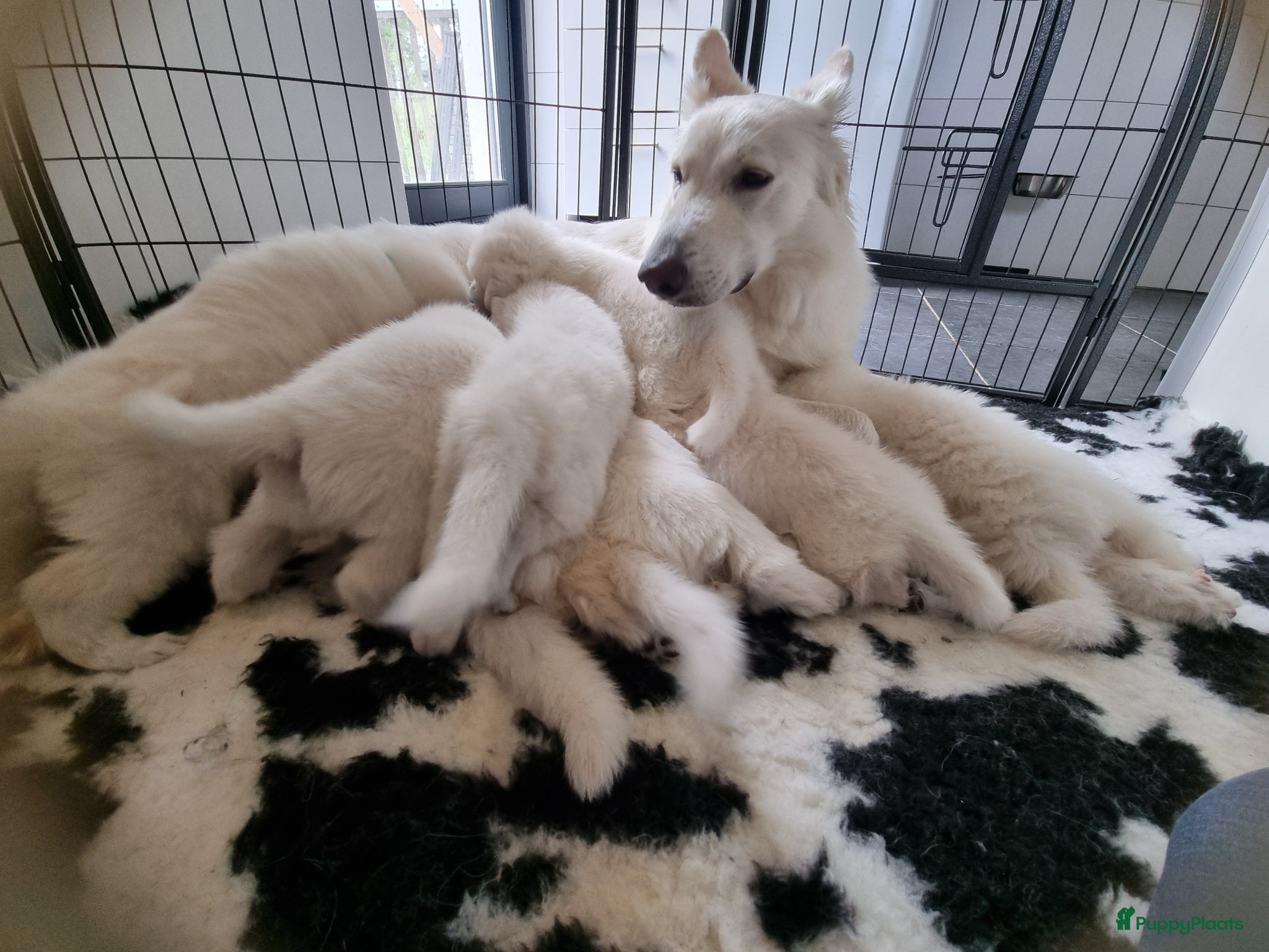 Zwitserse Witte Herdershond honden Zwitserse witte herder puppy's - Advertentie 1