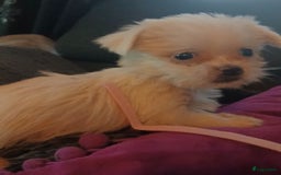 Boomer honden te koop: Prachtige boomer pups .mogen nestje verlaten!! - Afbeelding 13