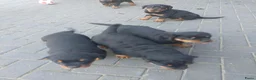 Rottweiler honden te koop: Rottweiler pups - Advertentie 11