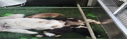 Australian Shepherd honden te koop: Australian Shepherd pupje met FCI stamboom - Advertentie 15