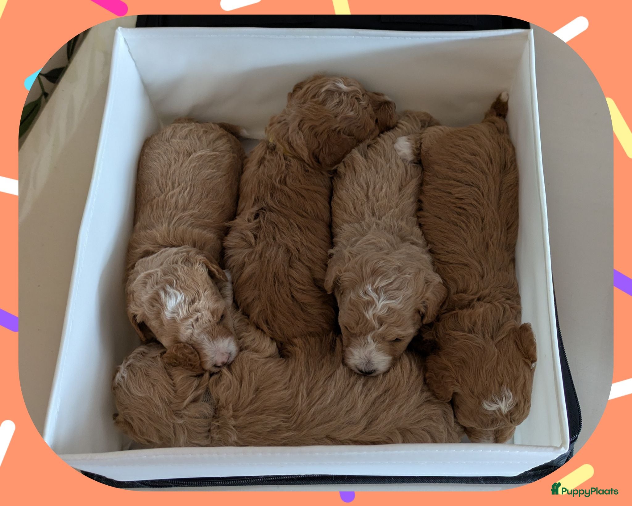 Maltipoo honden Kleinblijvende Maltipoo F1b donker abrikoos - Advertentie 3